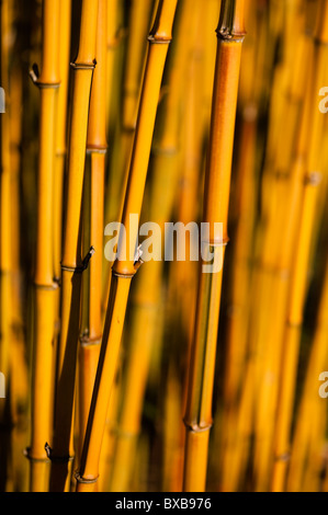 Phyllostachys Aureosulcata f Spectabilis stammt Stockfoto