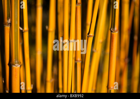 Phyllostachys Aureosulcata f Spectabilis stammt Stockfoto