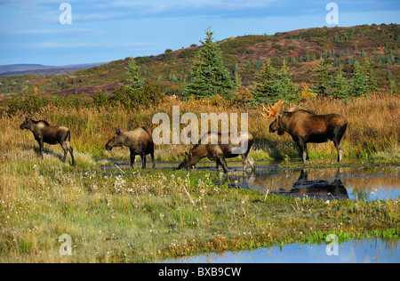 Elch (Alces Alces), Stier, junger Stier, Kuh und Kalb während der Brunft, Denali-Nationalpark, Alaska Stockfoto