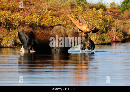 Stier Elch (Alces Alces) in den frühen Morgenstunden essen Gräser aus dem Boden von einem Biber Teich, Denali-Nationalpark, Alaska Stockfoto