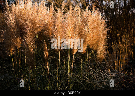 Cortaderia Selloana 'Pumila' Pampasgras, im November Stockfoto