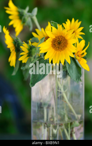 Sonnenblumen in Glasvase Stockfoto