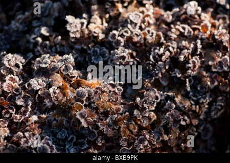 Frost bedeckt Acaena Inermis "Purpurea" im November Stockfoto