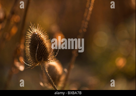 Karde Saatgut Kopf, Dipsacus Fullonum, im November Stockfoto