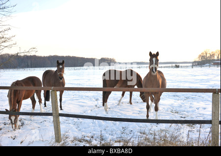 Pferde auf einer verschneiten Weide Stockfoto