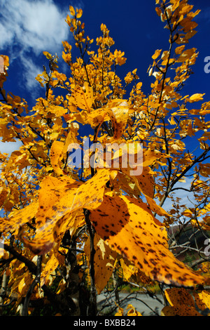 Herbstliche Espe Blätter, Denali-Nationalpark, Alaska Stockfoto