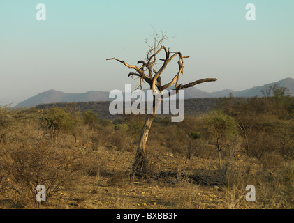 Toter Baum Landschaft in Kenia Afrika Stockfoto