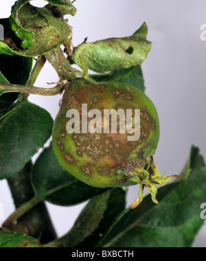 Apple Schorf (Venturia Inaequalis) Schäden an jungen Bramley Apfelfrucht Stockfoto