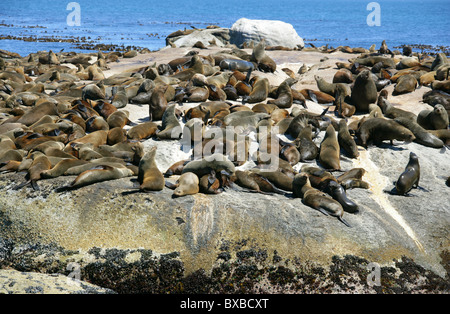 Umhang oder braun Robbenkolonie, Arctocephalus percivali percivali, Otariidae. Seal Island, Hout Bay, Western Cape, Südafrika. Stockfoto