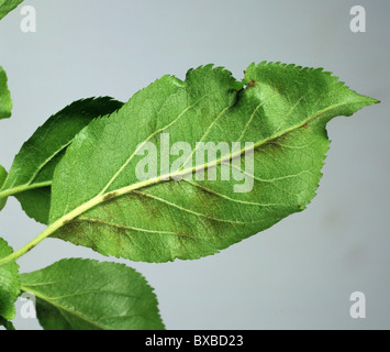 Apple Schorf (Venturia Inaequalis) frühe Blatt Infektion und Myzel Stockfoto