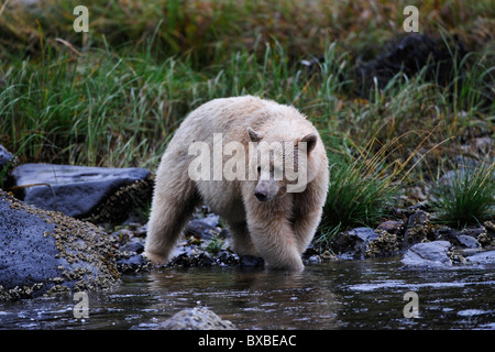 Schwarzer Bär (Ursus Americanus), bekannt als Spirit Bear wegen seiner weißen Pelz, pazifischen Regenwald, Kanada Stockfoto