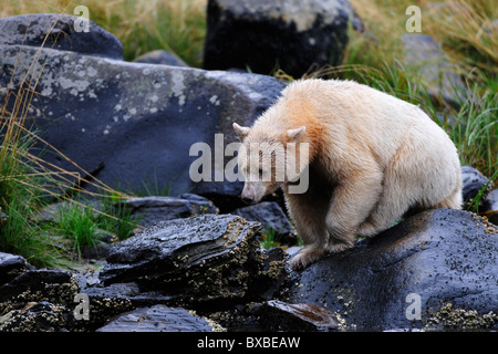 Schwarzer Bär (Ursus Americanus), bekannt als Spirit Bear wegen seiner weißen Pelz, pazifischen Regenwald, Kanada Stockfoto