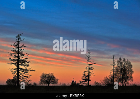 Silhouetten von Toten Kiefern bei Sonnenuntergang im Herbst, hohe Venn, Hautes Fagnes, Belgien Stockfoto