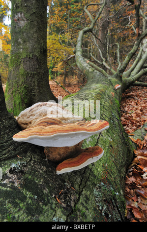 Tinder bracket Pilz / Pilz HUF / Tinder Polypore / Pferdehuf (Zündstoff Fomentarius) auf gefallenen Baumstamm Stockfoto