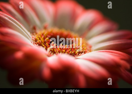 Nahaufnahme eines roten Gerbera Daisy - gekippt Gerbera jamesonii Stockfoto