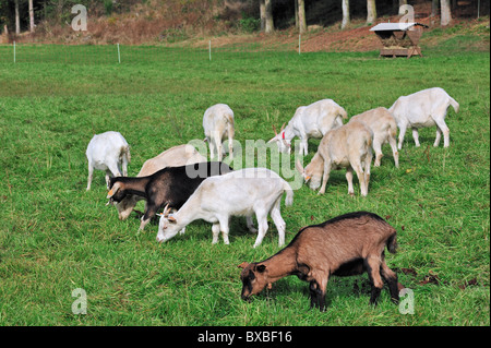 Saanen-Ziegen (Capra Hircus), eine weiße oder cremefarbene Rasse der Ziege, benannt nach Saanen-Tal in der Schweiz Stockfoto