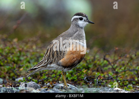 Eurasische Mornell (Charadrius Morinellus) in der Tundra, Schweden Stockfoto