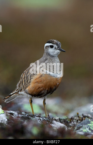 Eurasische Mornell (Charadrius Morinellus) in der Tundra, Schweden Stockfoto