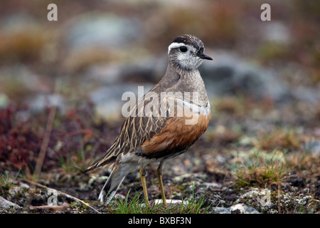 Eurasische Mornell (Charadrius Morinellus) in der Tundra, Schweden Stockfoto