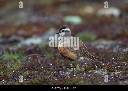 Eurasische Mornell (Charadrius Morinellus) in der Tundra, Schweden Stockfoto