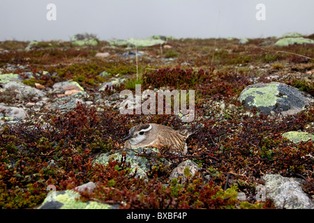 Eurasische Mornell (Charadrius Morinellus) nisten in der Tundra, Schweden Stockfoto