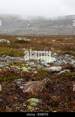 Eurasische Mornell (Charadrius Morinellus) nisten in der Tundra, Schweden Stockfoto