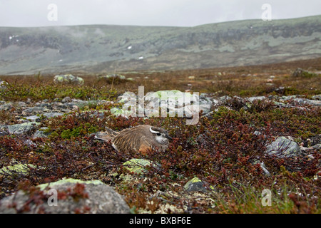 Eurasische Mornell (Charadrius Morinellus) nisten in der Tundra im Regen, Schweden Stockfoto