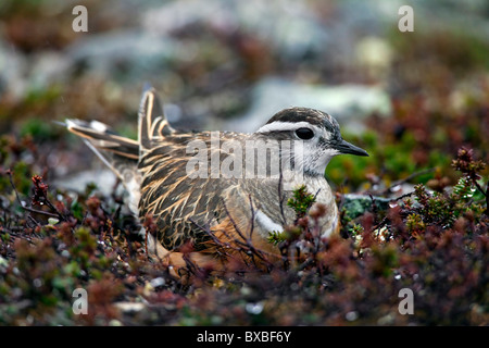 Eurasische Mornell (Charadrius Morinellus) nisten in der Tundra, Schweden Stockfoto