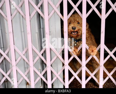 Hund hinter Bars, Bangkok, Thailand, Asien Stockfoto