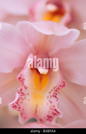 Nahaufnahme einer einzelnen blass rosa Cymbidium Blume - Orchidee Stockfoto