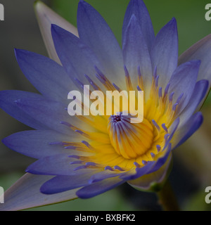 Die Cape blaue Seerose - Nymphaea capensis Stockfoto