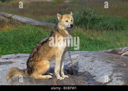 Grönlandhund (Canis Lupus Familiaris), mit dem Schlitten Hund, Ilulissat, West-Grönland, Grönland Stockfoto