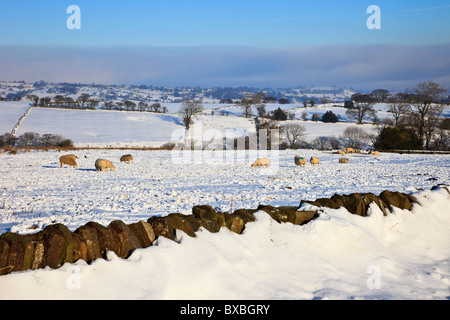 Schafe in einer schneebedeckten Landschaft von Feldern im Peak District National Park in der Nähe von Butterton, Staffordshire, England, Großbritannien Stockfoto