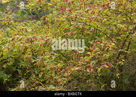 ROSA MOYESII GERANIUM Stockfoto