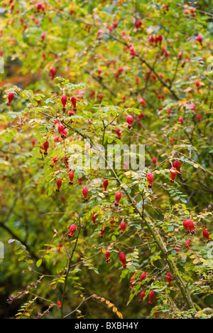 ROSA MOYESII GERANIUM Stockfoto