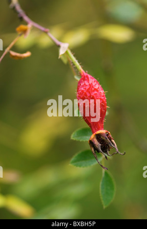 ROSA MOYESII GERANIUM Stockfoto