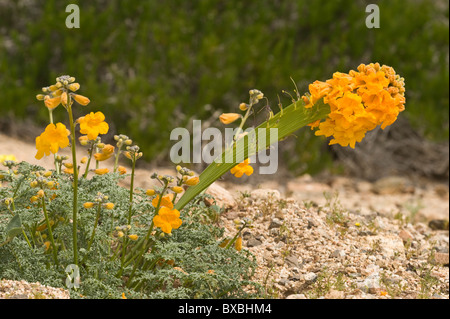 Argylia Radiata blüht "Desierto Florido" Quebrada del Castillo Parque National Pan de Azucar Atacama (III) Chile Südamerika Stockfoto