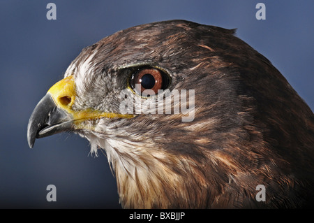 Mäusebussard, Kopfschuss, Buteo Buteo im Profil vor neutralen blauen Hintergrund, Raubvogel Stockfoto