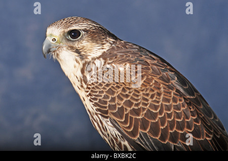 Wanderfalke, Saker Hybrid, Kreuz, Falco Peregrinus, Falco Cherrug, Kopf und Schulter geschossen, Raubvogel Stockfoto