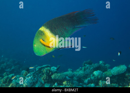 Cheilinus Lunulatus - Riff-Korallen im Roten Meer Stockfoto