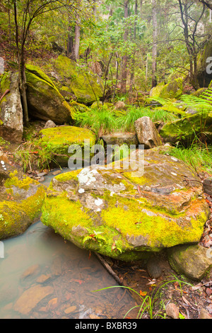 Warrumbah Schlucht, Mickys Creek, Carnarvon National Park, Injune, Queensland Stockfoto