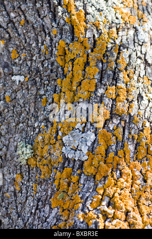 Nahaufnahme von einem Olivenbaum Rinde Textur mit gelber Pilz. Stockfoto