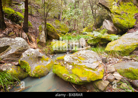 Warrumbah Schlucht, Mickys Creek, Carnarvon Gorge Carnarvon National Park, Injune, Queensland Stockfoto