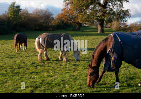 Großbritannien, England, Surrey, Telegraph Hill Herbst Pferde weiden Stockfoto