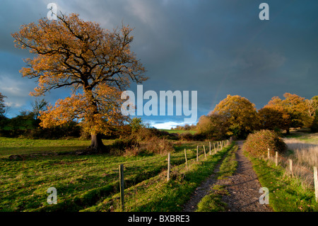 Großbritannien, England, Surrey, Telegraph Hill Herbst Stockfoto