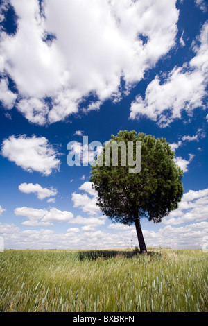 Ein Baum in einem Weizenfeld Stockfoto