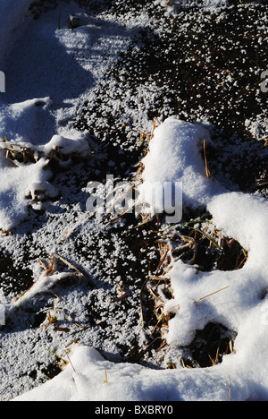 Grass in gefrorenen Sumpf Stockfoto