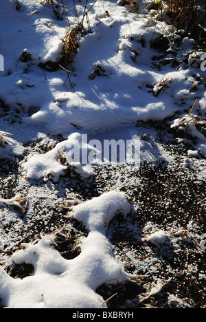 Grass in gefrorenen Sumpf Stockfoto