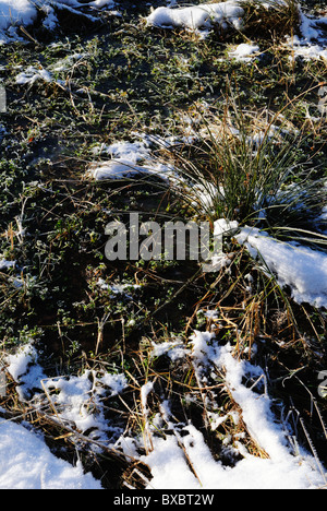 Grass in Eis eingefroren Stockfoto