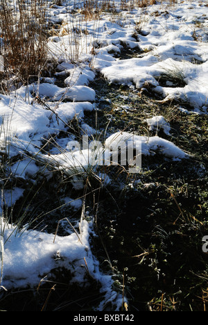 Grass in gefrorenen Sumpf Stockfoto